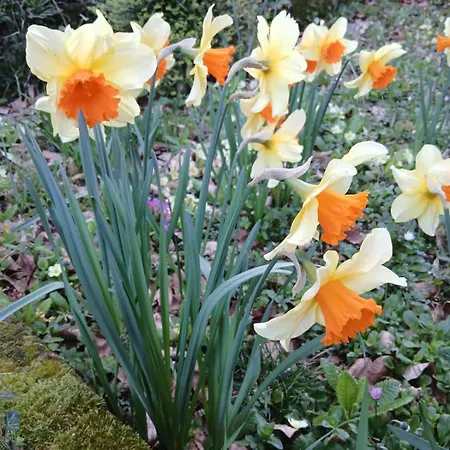 アパート Zumaglia Home Zumaglia